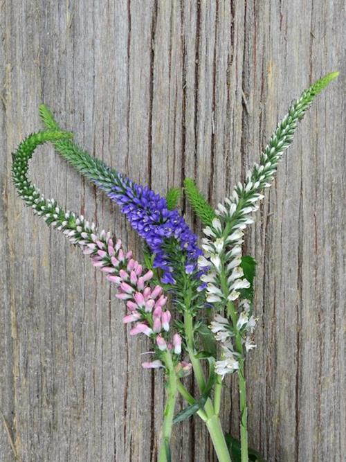 VERONICA  2-3 ASSORTED COLORS